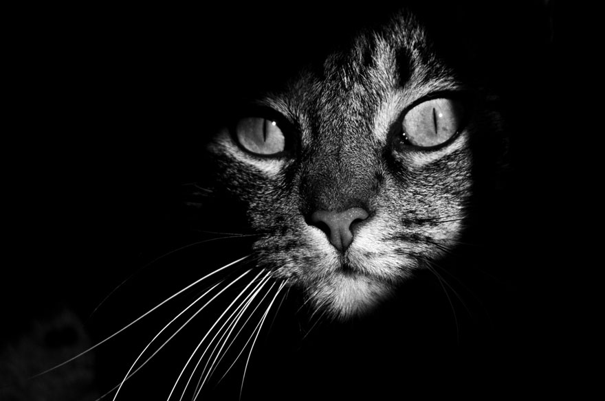 fotografia-bianco-e-nero-gatti