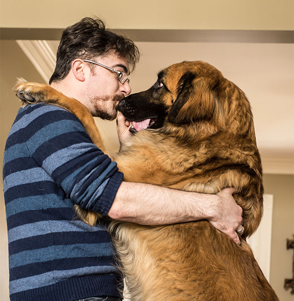 26 cani che abbracciano i loro umani