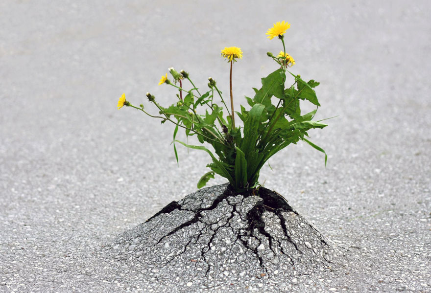 Fiore Che Nasce Dal Cemento Frasi La vita trova sempre una via: 25 piante che non si arrendono