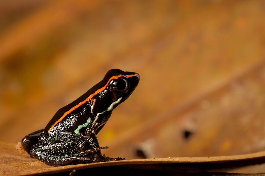 Le foto delle rane e delle salamandre più rare al mondo, di Robin Moore