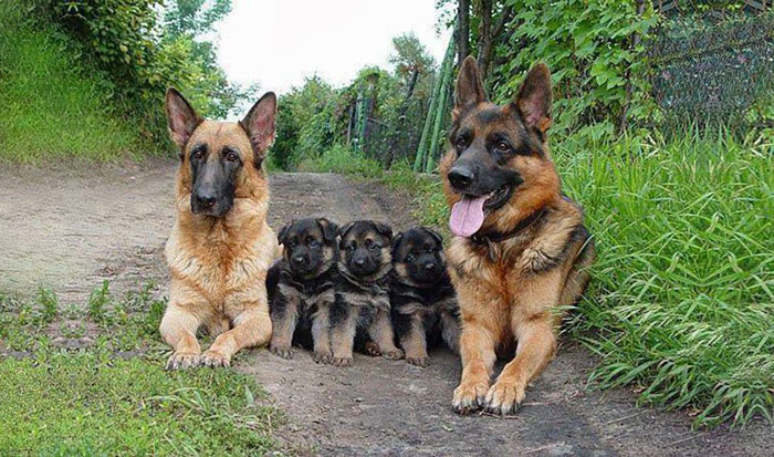 22 Adorabili Ritratti Fotografici Di Famiglie Di Animali