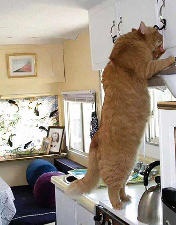 Gatti giganti 79 gatti che non hanno idea di quanto siano enormi