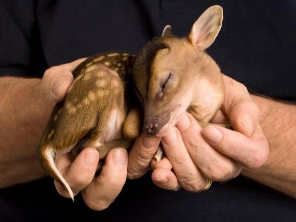 29 Foto Di Adorabili Animali E Cuccioli Che Stanno Nel Palmo Di Una Mano