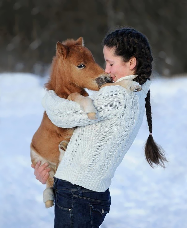 35 mini pony e cavalli nani da non far vedere ai vostri bambini