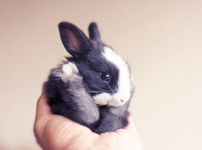 Le Prime Settimane Di Vita Di Un Adorabile Coniglietto Catturate Da Un Fotografo