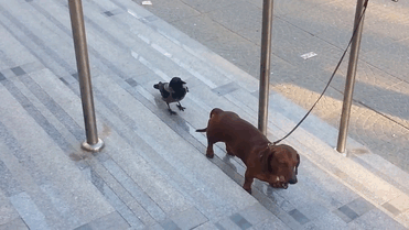 I corvi importunano gli altri animali beccando la loro coda