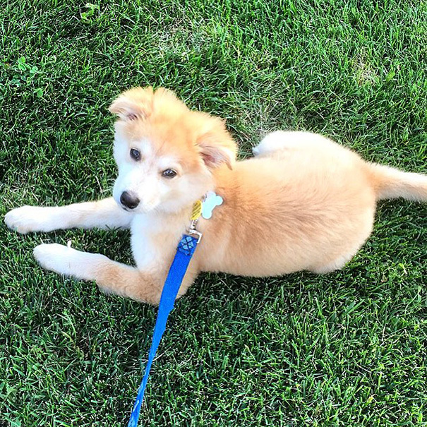 Cani meticci incroci cani e razze canine Golden retriever + husky