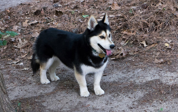 Cani meticci incroci cani e razze canine Husky + corgi