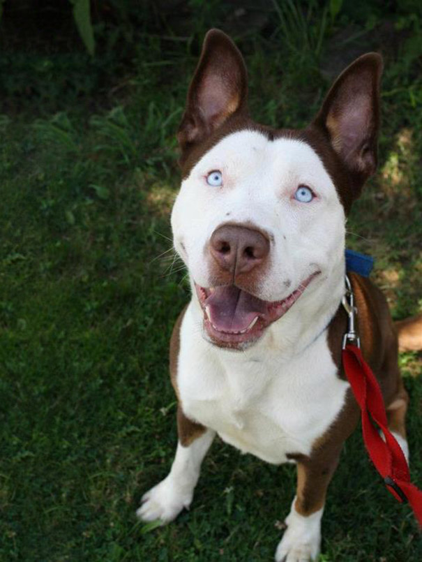 Cani meticci incroci cani e razze canine Pitbull + husky