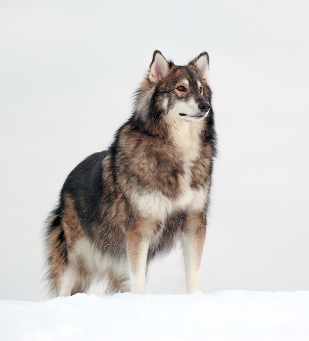 Cani meticci incroci cani e razze canine Alaskan malamute + pastore tedesco