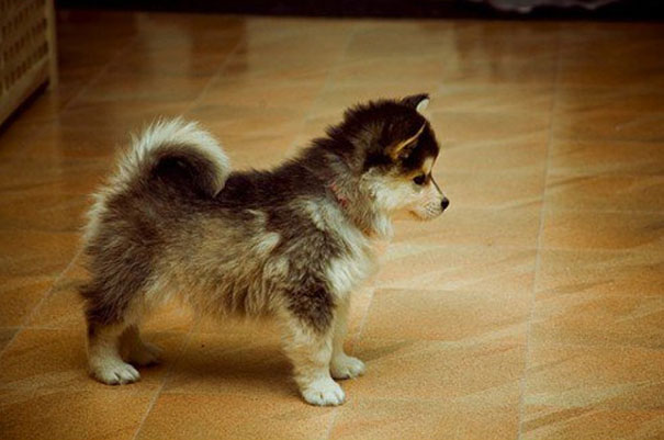 Cani meticci incroci cani e razze canine Pomerania + husky