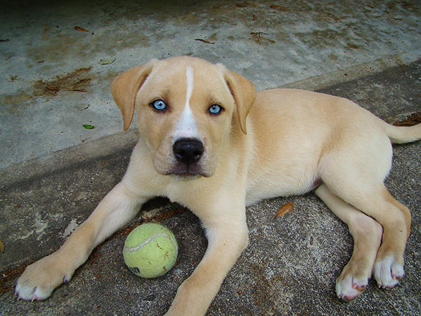 Cani meticci incroci cani e razze canine Labrador + husky