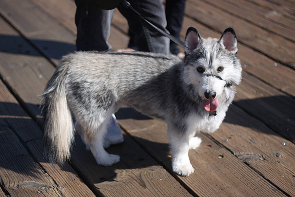 Cani meticci incroci cani e razze canine Husky + corgi