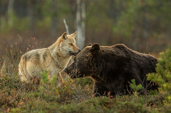 L'insolita amicizia tra un orso e un lupo documentata da fotografo  finlandese