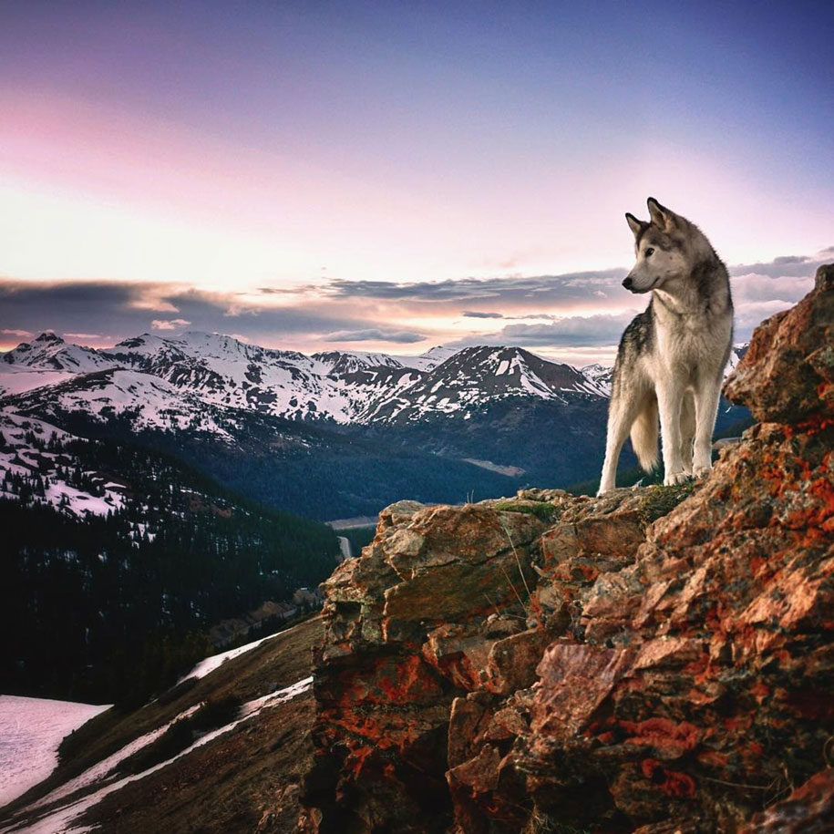Risultati immagini per cane lupo in natura