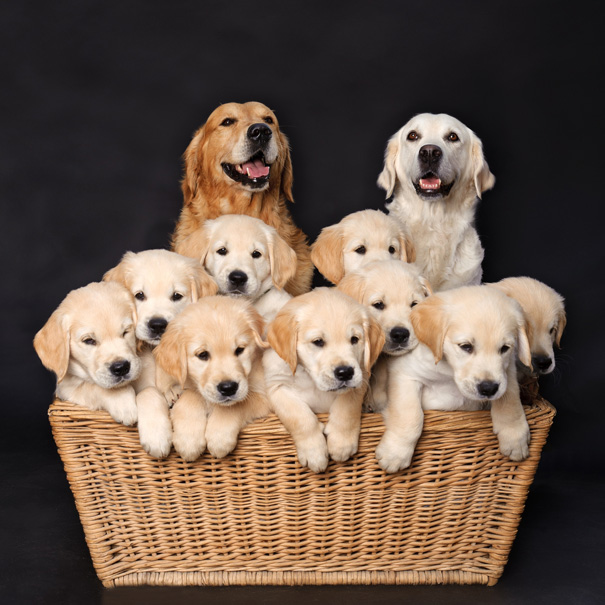 Family Photos With Dogs : Photo Shoot Ideas With Dogs-Crystal Madsen Photography : More images for family photos with dogs »