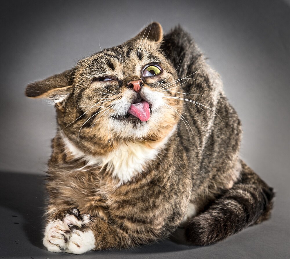 Shake Cats Buffi Ritratti Di Gatti Che Si Scrollano Di Carli