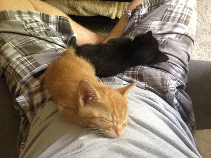 2 Gatti 1 Letto Gattini Adottati Continuano A Dormire Insieme