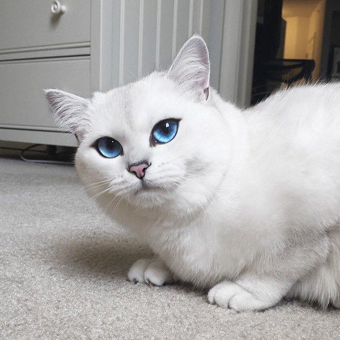 il-gatto-con-gli-occhi-pi-belli-del-mondo