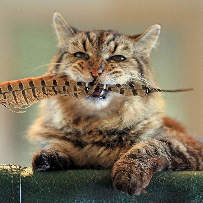 Ecco Il Gatto Pi Vecchio Del Mondo Ha 26 Anni 121 Anni Di Un Umano meet-the-world-s-oldest-cat-aged-26-who-was-adopted-from-a-shelter