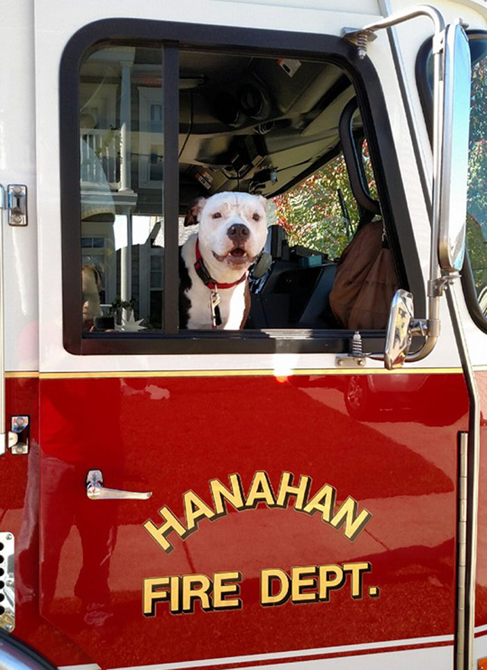 cane-pompiere-salvato-incendio-mascot-jake-william-lindler-01