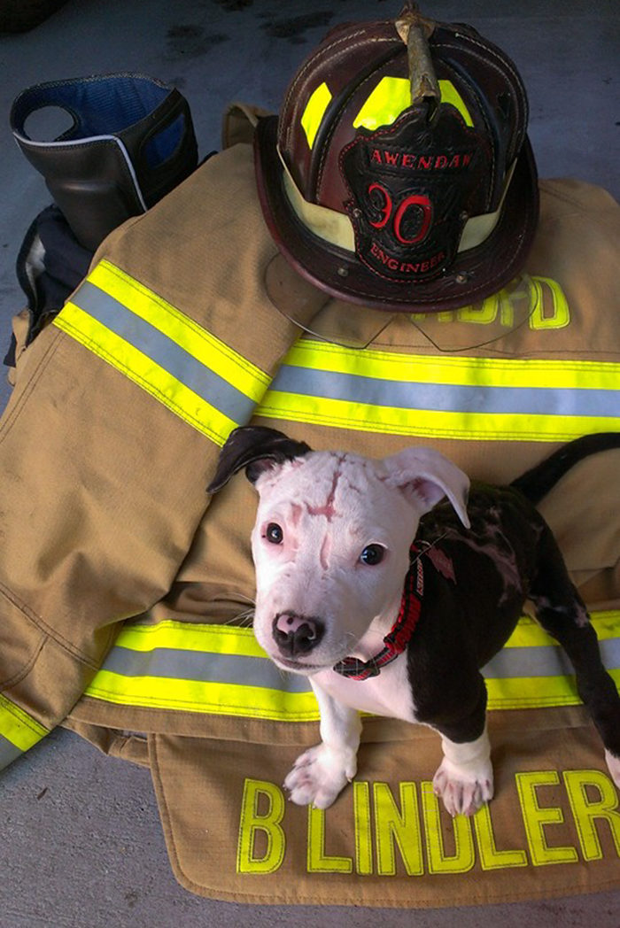 cane-pompiere-salvato-incendio-mascot-jake-william-lindler-02