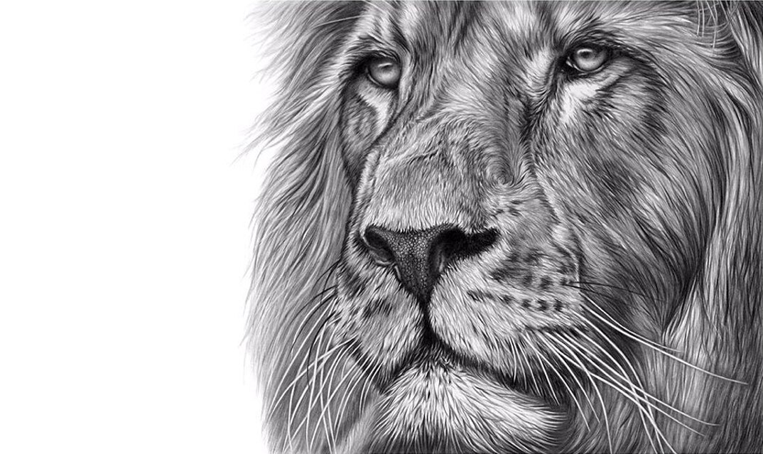 Artista Crea Magnifici Disegni Di Animali Selvatici Per Sensibilizzare Le Persone