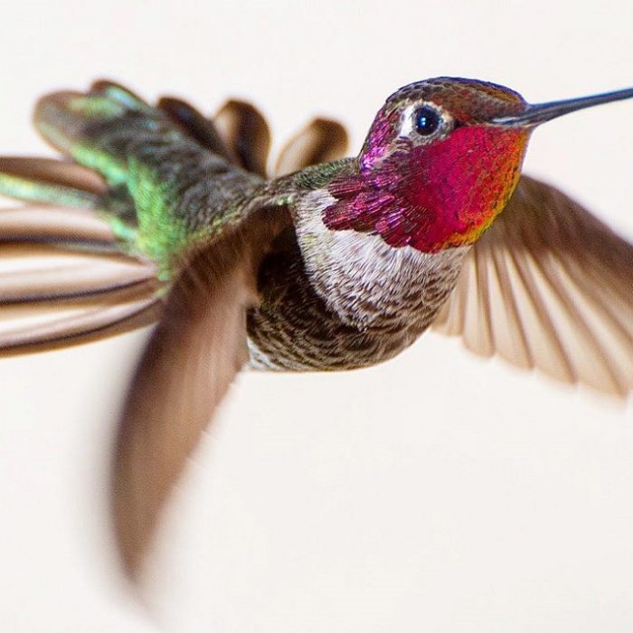 Colibri Il Colibri Premere Kit Foto Colibri Il Colibri Premere Kit Foto