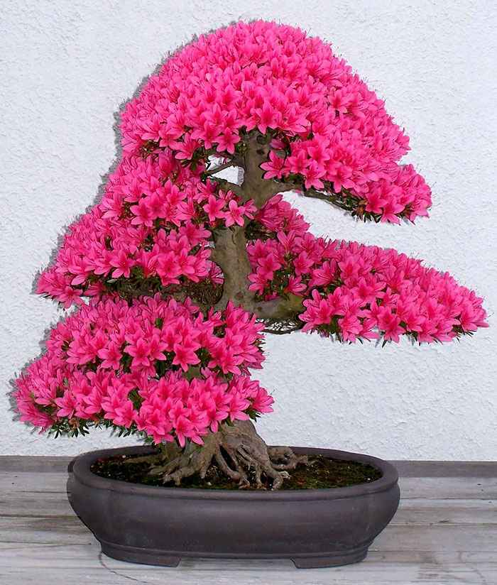 immagini-incantevoli-bonsai-02