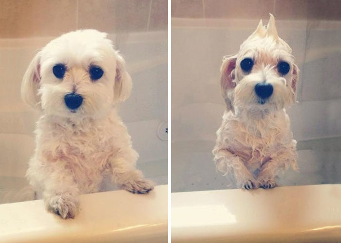 foto-cani-bagnati-prima-dopo-bagno-09