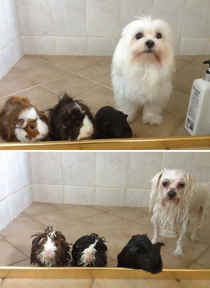 foto-cani-bagnati-prima-dopo-bagno-12
