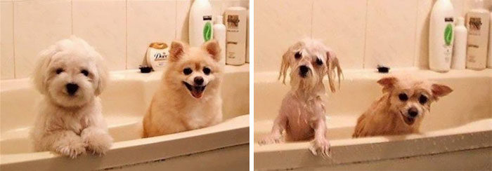 foto-cani-bagnati-prima-dopo-bagno-13