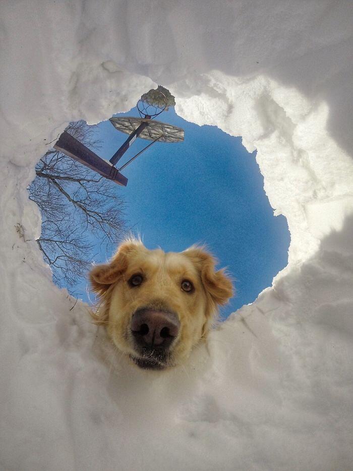Foto Divertenti Cani Labrador Golden Retriever
