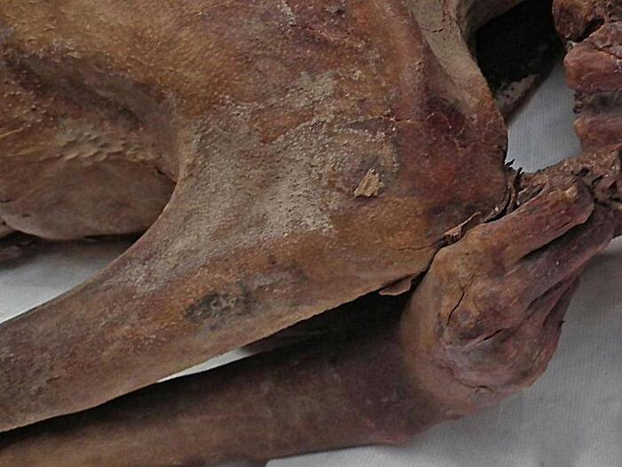 Tatuaggi più antichi del mondo su mummie egiziane