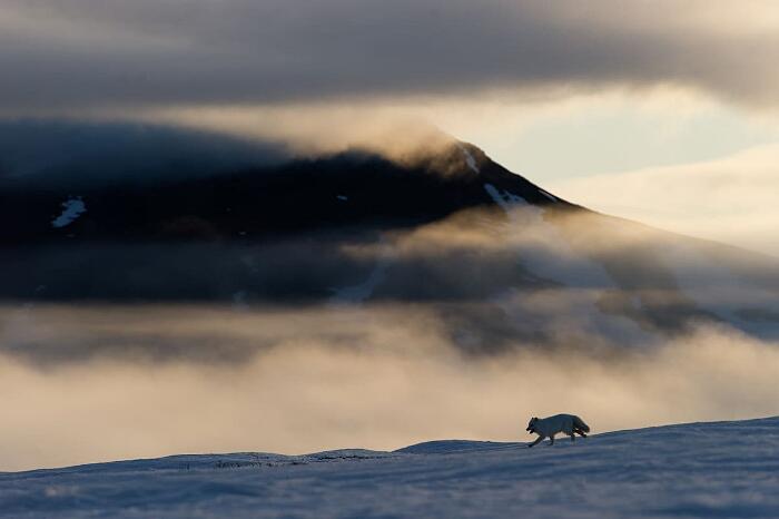 Foto Volpe Artica Isola Di Wrangel Sergey Gorshkov
