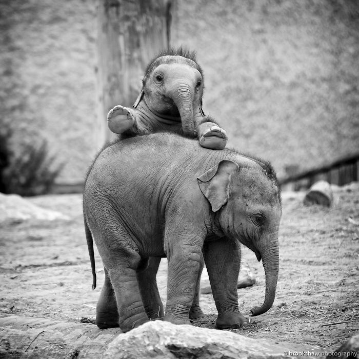 Elefantini, elefanti cuccioli adorabili