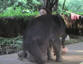 Elefantini, elefanti cuccioli adorabili