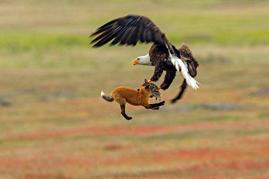 Aquila calva ruba coniglio a una volpe rossa