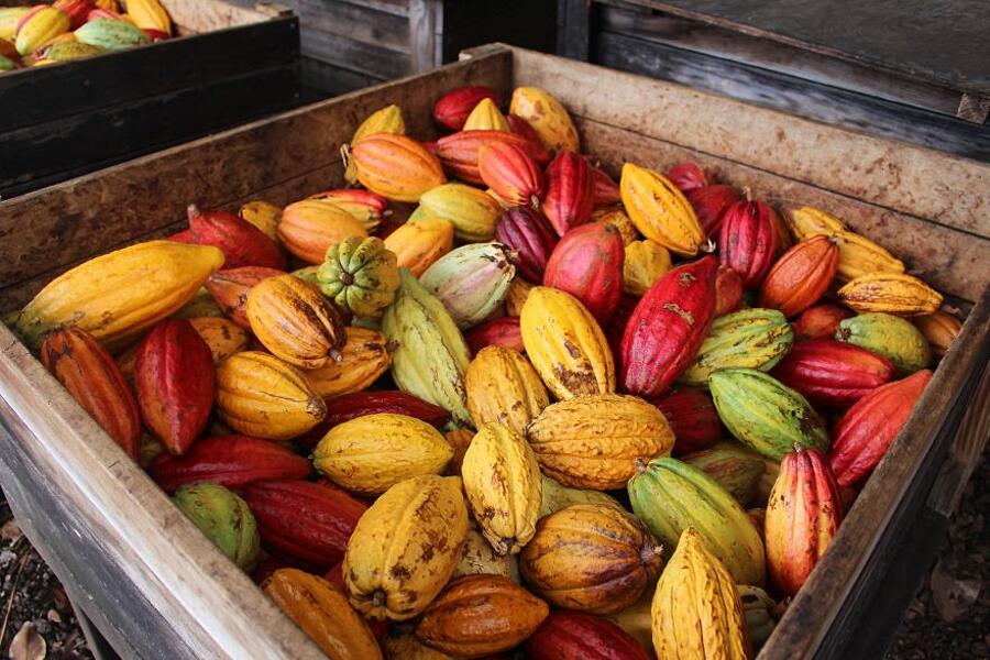 Ecco come si produce il cioccolato dalla pianta del cacao 