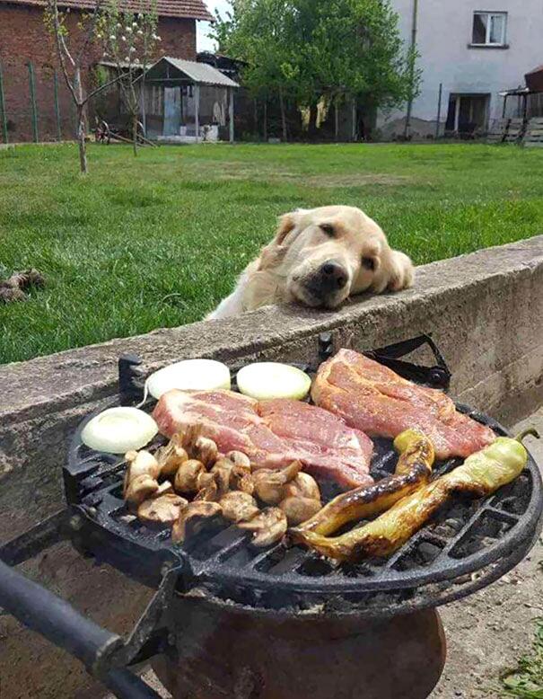 Cani divertenti e affamati supplicano per avere un po' di cibo Cani divertenti e affamati supplicano per avere un po' di cibo