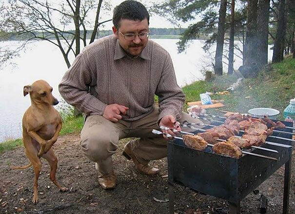 Cani divertenti e affamati chiedono da mangiare Cani divertenti e affamati chiedono da mangiare