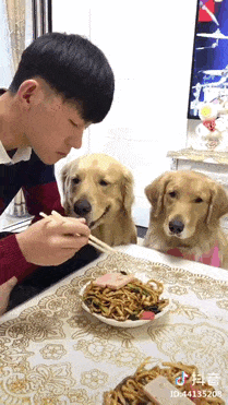 Cani divertenti e affamati supplicano per avere un po' di cibo Cani divertenti e affamati supplicano per avere un po' di cibo