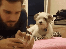 Cani divertenti e affamati chiedono da mangiare Cani divertenti e affamati chiedono da mangiare