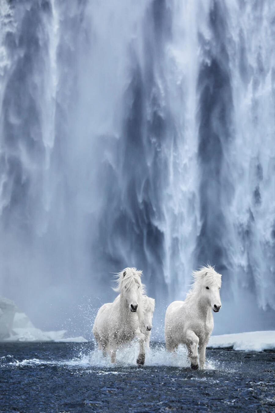 Immagini Da Favola Di Cavalli Che Vivono Tra I Paesaggi Innevati Dell Islanda
