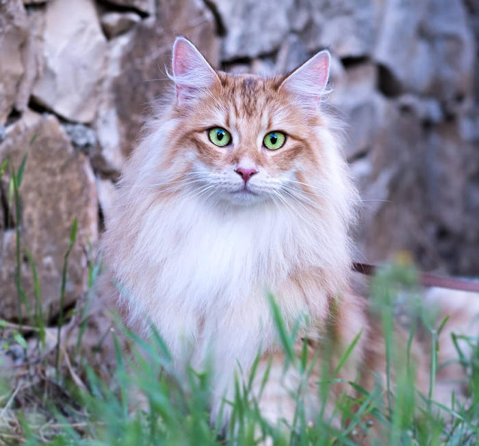 Gatti Anallergici Ecco Le 15 Razze Di Gatti Per Chi Soffre Di