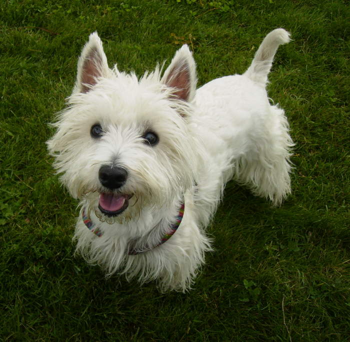 terrier razza canina inglese di piccola taglia codycross