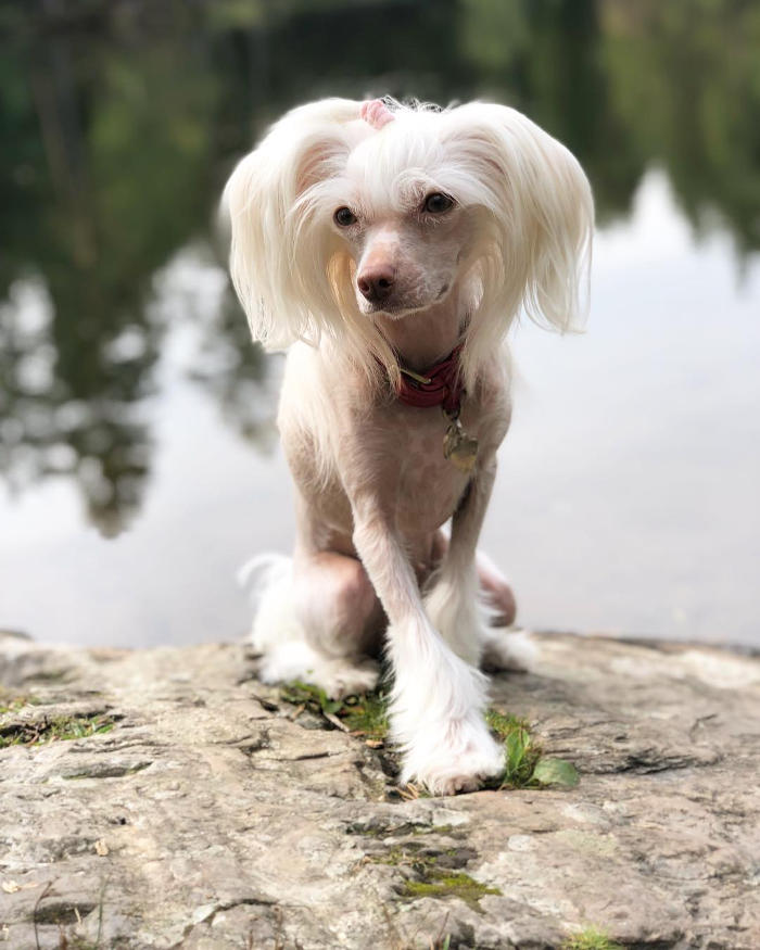 Cani Piccola lia Le 36 Razze Di Cani Piccoli Perfette Per L Appartamento