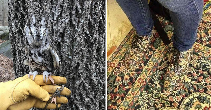Foto divertenti di persone e animali perfettamente camuffati con l'ambiente Foto divertenti di persone e animali perfettamente camuffati con l'ambiente