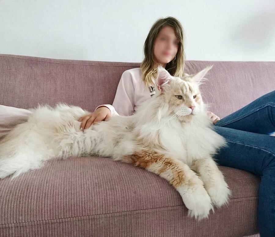 Vi Presentiamo Lotus Un Adorabile Gatto Gigante vi-presentiamo-lotus-un-adorabile-gatto-gigante