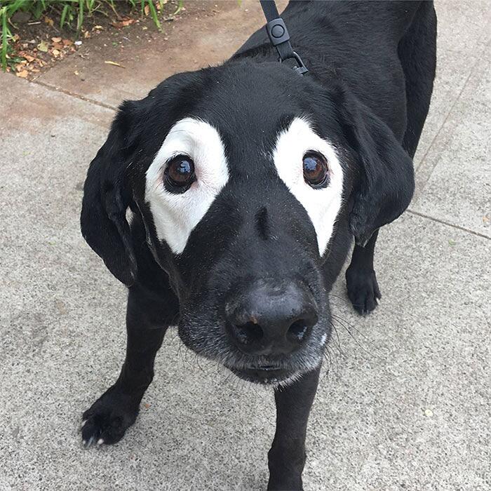 Animali Particolari Nati Con La Maschera Animali Particolari Nati Con La Maschera